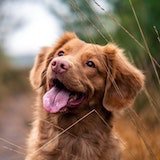 Photo of a cute dog with a smile on his face