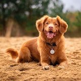 Photo of brown dog sitting on the grass