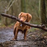 Photo of brown dog going around holdin a big stick with his mouth